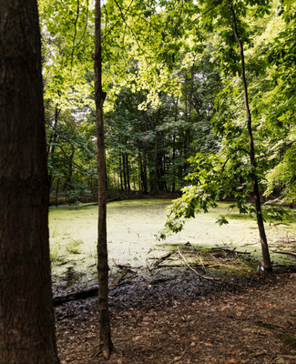 The Little Pond