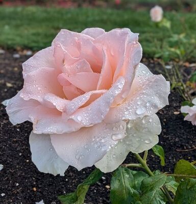 Johann Strauss (Floribunda Rose)