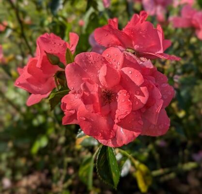 Lady Elsie May (Shrub Rose)