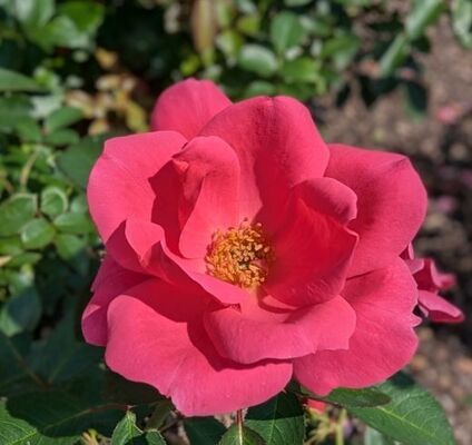 Flamingo Kolorscape (Shrub Rose) 