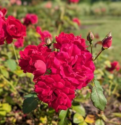 Champlain (Canadian Shrub Rose)