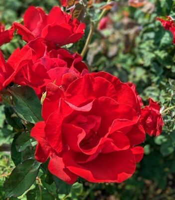 Emily Carr (Canadian Shrub Rose) 