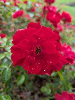 Red Ribbons (Shrub Rose)