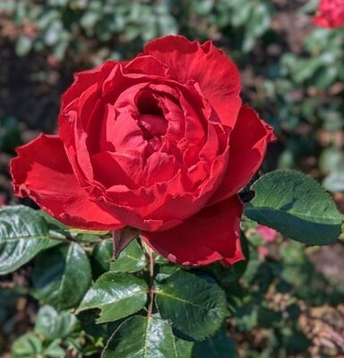 Traviata (Hybrid Tea Rose)
