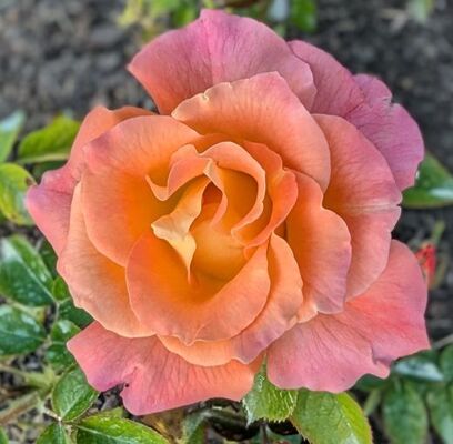 Daybreaker (Floribunda Rose)