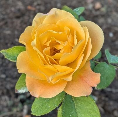 Seventh Heaven (Hybrid Tea Rose)