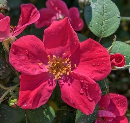 Nearly Wild (Shrub Rose)