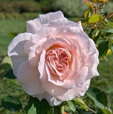 Morden Blush (Canadian Shrub Rose)