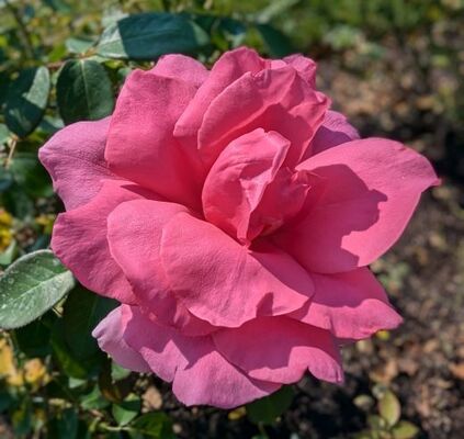 Country Dancer (Griffith Buck Shrub Rose) 