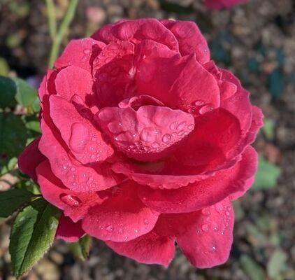 Winnipeg Parks (Canadian Shrub Rose)