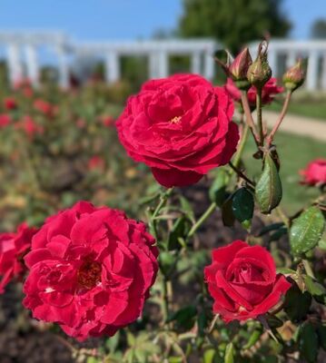 Polonaise (Griffith Buck Shrub Rose)