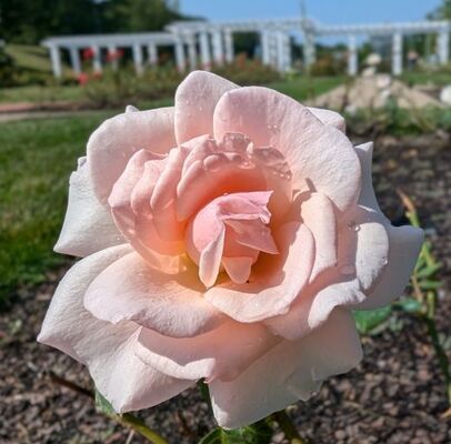 Hawkeye Belle (Griffith Buck Shrub Rose)