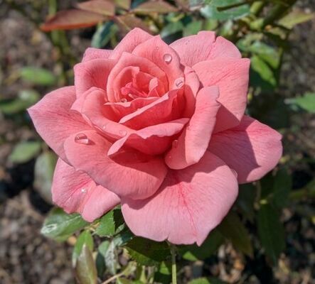 Malaguena (Griffith Buck Shrub Rose)