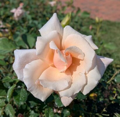 Serendipity (Griffith Buck Shrub Rose)