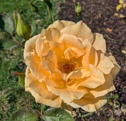 Winter Sunset (Griffith Buck Shrub Rose) 