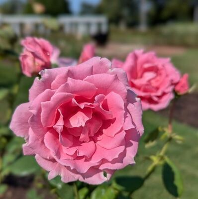 Aunt Honey (Griffith Buck Shrub Rose)