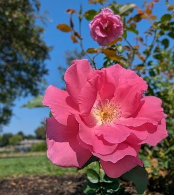 Carefree Beauty (Griffith Buck Shrub Rose) 