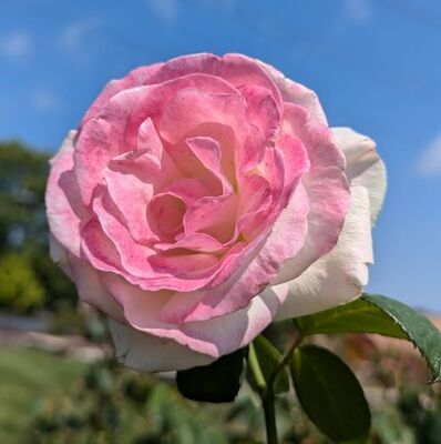 Pink Promise (Hybrid Tea Rose)