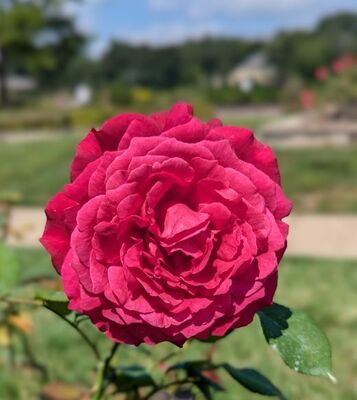 Kashmir (Hybrid Tea Rose)