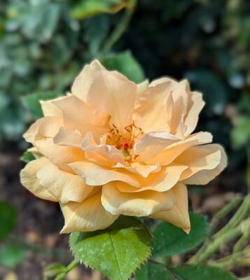 Gentle Persuasion (Griffith Buck Shrub Rose)