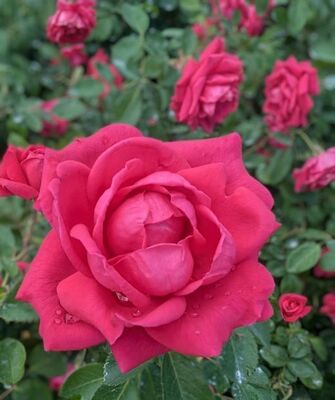 My Girl (Shrub Rose)