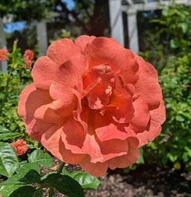 Easy Does It (Floribunda Rose)