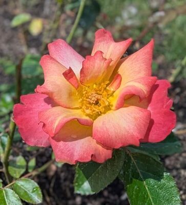 Rainbow Sorbet (Floribunda Rose)