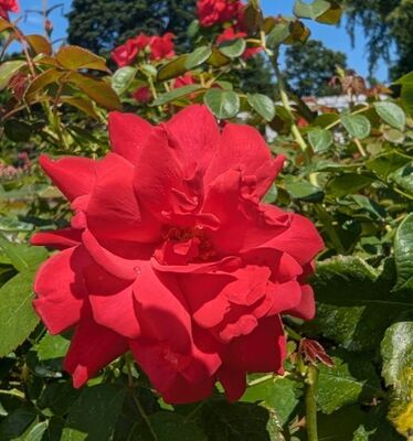 Super Hero (Floribunda Rose)