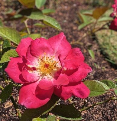 Grandpa's Boy (Griffith Buck Shrub Rose)
