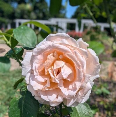 Betty White (Hybrid Tea Rose)