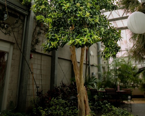 Allspice (Pimenta dioica)