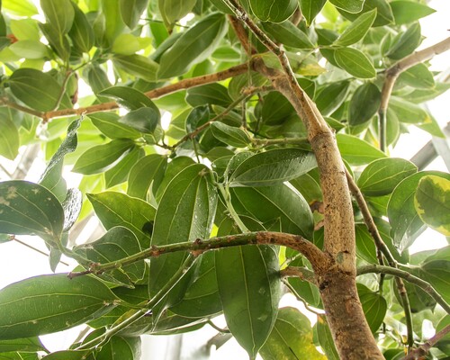 Cinnamon (Cinnamomum verum)