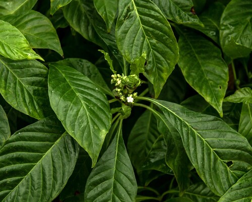 Coffee (Coffea arabica)