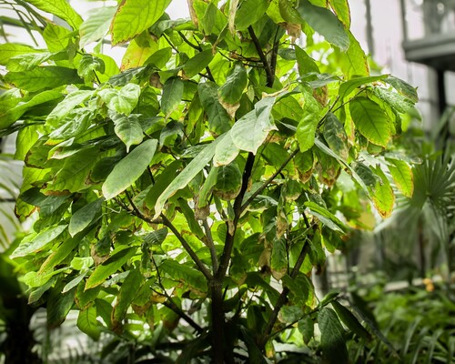 Cacao (Theobroma cacao)