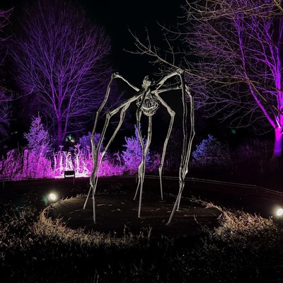 Spider