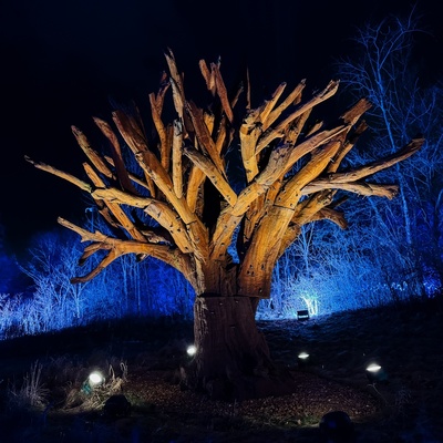 Iron Tree