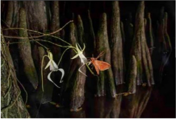Ghost Orchids