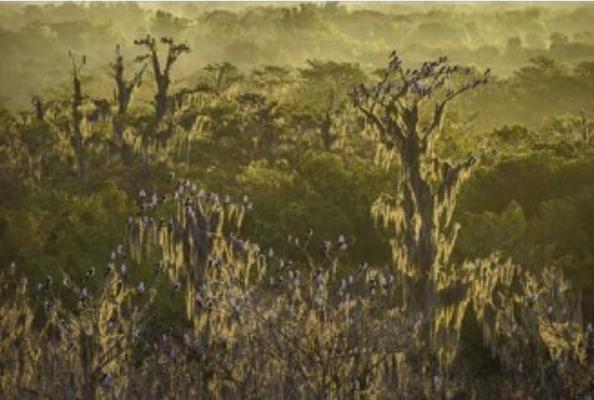 Florida Wildlife Corridor