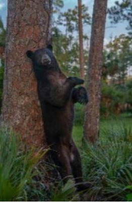 Florida Black Bear