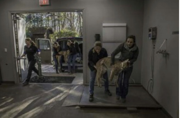 Rescue
