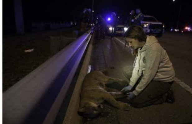 Road Kill 