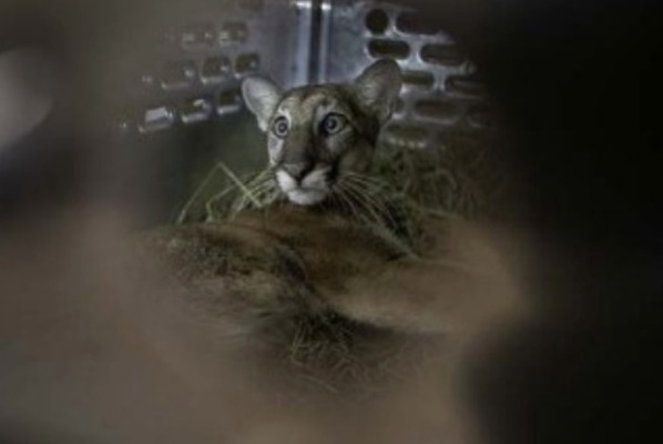 Feline Leukomyelopathy