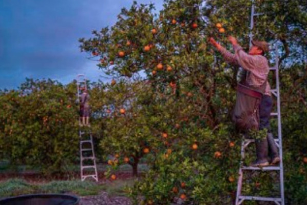 Citrus Groves
