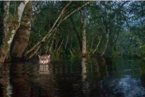 Wading Panther