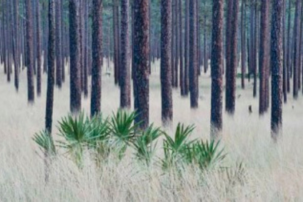 Longleaf Pines