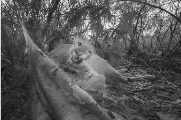 Buried Prey