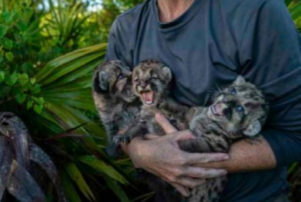 Panther Kittens