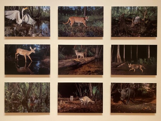 Photos in Grid