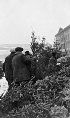 Selling Christmas trees, Jacques Cartier Square