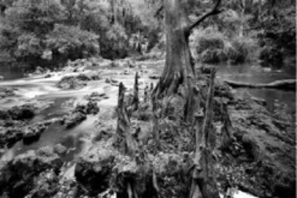 Hillsborough River Rapids